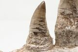 Mosasaur Jaw with Four Large Teeth - Oulad Abdoun Basin, Morocco #197373-3